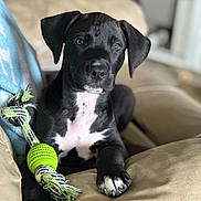 Ares is registered to the contest to win money with this photo: animal, black_and_white, close_up, couch, cute, dog, fur, home, indoor, looking_at_camera, paw, pet, playful, puppy, relaxed, rope_toy, sitting, soft_light, toy, young_dog
