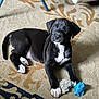 puppy, dog, black_dog, toy, carpet, indoor, pet, animal, cute, white_paws, white_chest, lying_down, playful, young_dog, floor, domestic, small_dog, looking_away, soft_light, furniture_leg
