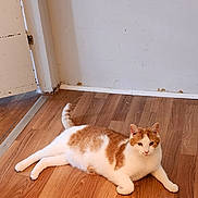 Ringer joined the competition — help win amazing prizes! animal, calm, cat, domestic, door, ears, flooring, fur, home, indoor, lying_down, orange_and_white, pet, quiet, relaxed, resting, tail, wall, whiskers, wooden_floor