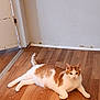 animal, calm, cat, domestic, door, ears, flooring, fur, home, indoor, lying_down, orange_and_white, pet, quiet, relaxed, resting, tail, wall, whiskers, wooden_floor