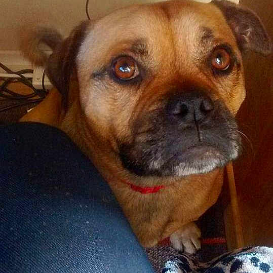 Milo joined the competition — help win amazing prizes! boxer, bullmastiff, canidae, carlin_pinscher, carnivore, companion_dog, dog, dog_breed, fawn, mammal, pug, puggle, puppy, rare_breed_dog, snout, sporting_group, vertebrate, whiskers