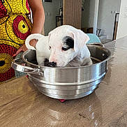 Atlas participe au concours pour gagner de l'argent avec cette photo : black_patch, colorful, curious, cute, dog, domestic, dress, handle, indoor, kitchen, metal_bowl, patterned_clothing, person, pet, puppy, sitting, small_dog, table, white_dog, wooden_table