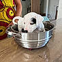 black_patch, colorful, curious, cute, dog, domestic, dress, handle, indoor, kitchen, metal_bowl, patterned_clothing, person, pet, puppy, sitting, small_dog, table, white_dog, wooden_table