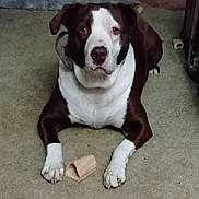 Dino joined the competition — help win amazing prizes! dog, brown_and_white, carpet, chew_bone, pet, animal, indoor, floor, paw, looking, canine, domestic_animal, laying_down, front_view, snout, ears, fur, companion, cute, alert