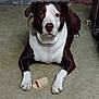 dog, brown_and_white, carpet, chew_bone, pet, animal, indoor, floor, paw, looking, canine, domestic_animal, laying_down, front_view, snout, ears, fur, companion, cute, alert