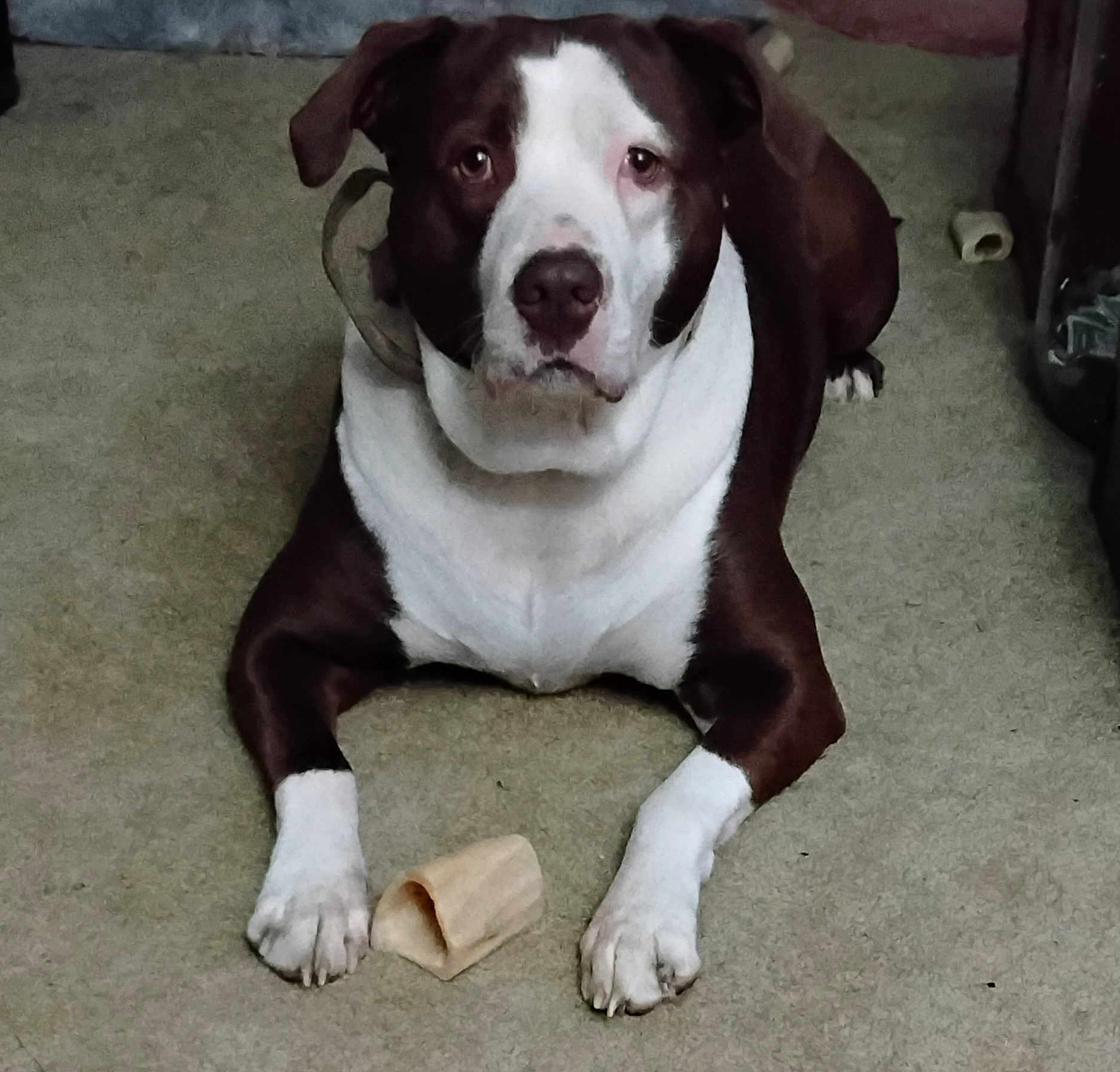 Dino joined the competition — help win amazing prizes! dog, brown_and_white, carpet, chew_bone, pet, animal, indoor, floor, paw, looking, canine, domestic_animal, laying_down, front_view, snout, ears, fur, companion, cute, alert