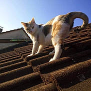 Ottoro participe au concours pour gagner de l'argent avec cette photo : animal, cat, climbing, curious, daytime, domestic_cat, feline, looking_at_camera, outdoor, paws, pet, portrait, roof, roof_tiles, rooftop, sky, sunlight, tail, tiles, whiskers