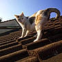 animal, cat, climbing, curious, daytime, domestic_cat, feline, looking_at_camera, outdoor, paws, pet, portrait, roof, roof_tiles, rooftop, sky, sunlight, tail, tiles, whiskers
