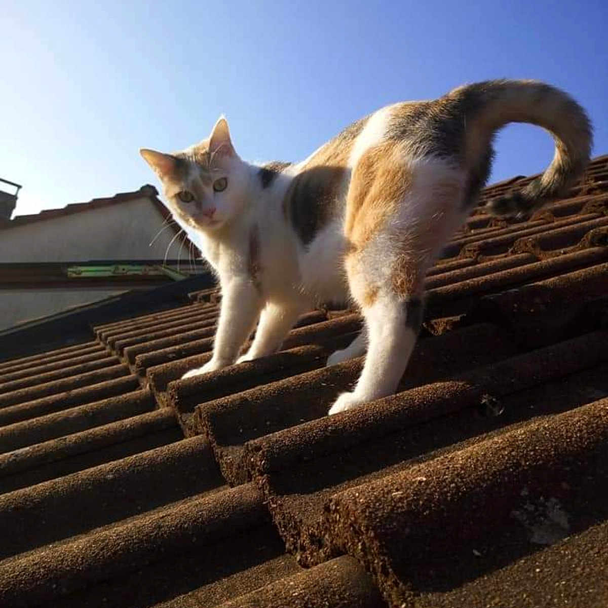 Ottoro participe au concours pour gagner de l'argent avec cette photo : animal, cat, climbing, curious, daytime, domestic_cat, feline, looking_at_camera, outdoor, paws, pet, portrait, roof, roof_tiles, rooftop, sky, sunlight, tail, tiles, whiskers