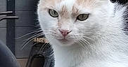 Ottoro a rejoint le concours — aidez-le/la à gagner de superbes lots ! animal, calm, cat, closeup, domestic_cat, ears, face, fur, furniture, gray_background, outdoor, pet, portrait, resting, serious, table, tan_cat, whiskers, white_cat, wood
