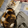 Ottoro participe au concours pour gagner de l'argent avec cette photo : animal, bed, black, blanket, calico, cat, cozy, domestic, feline, fur, indoor, orange, pet, pillow, quilt, relaxed, resting, sleepy, striped, white
