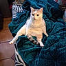 animal, blanket, cat, couch, cozy, cute, floor_tiles, fluffy, funny_pose, furniture, indoor, orange, patterned_cushion, pet, relaxed, sitting, teal, white, wide_eyes, zebra_pattern