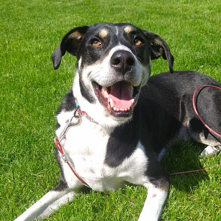 Grimm joined the competition — help win amazing prizes! dog, dog_breed, dog_breed_group, dog_like_mammal, entlebucher_mountain_dog, grass, greater_swiss_mountain_dog, hound, lawn, snout