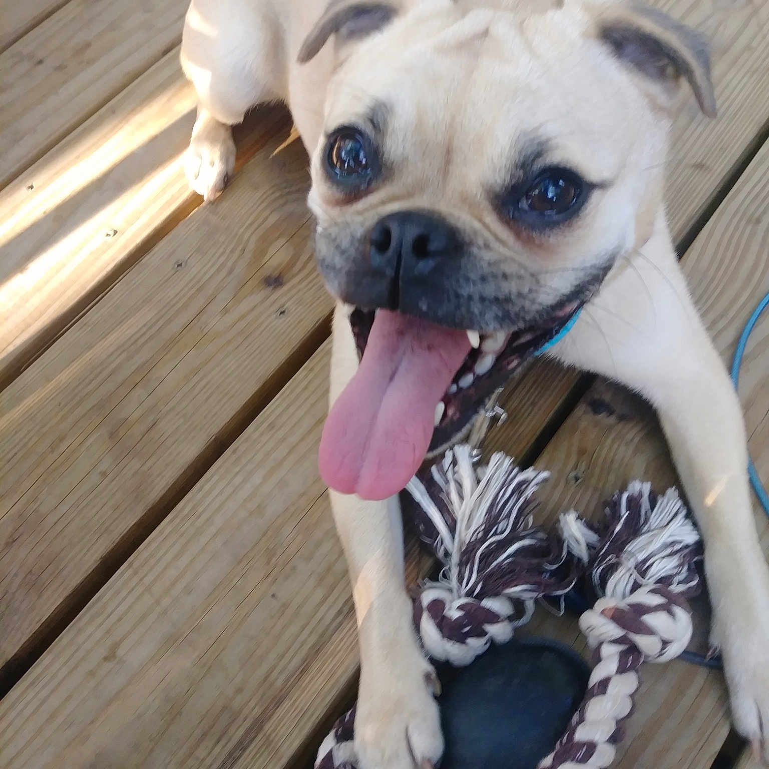 Nova