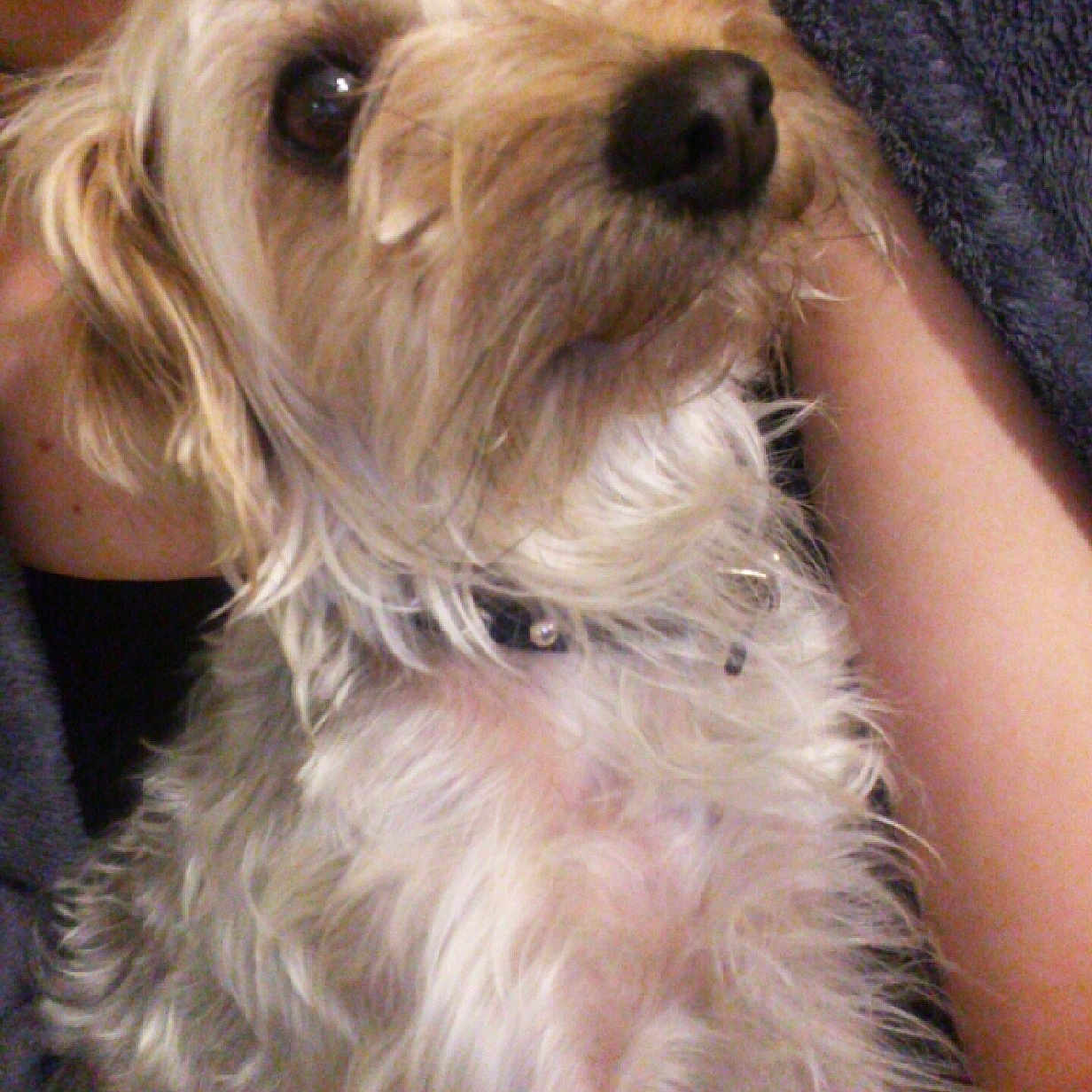 Chica is registered to the contest to win money with this photo: australian_silky_terrier, carnivoran, catalan_sheepdog, cavapoo, cockapoo, companion_dog, dog, dog_breed, dog_like_mammal, dutch_smoushond, havanese, miniature_schnauzer, morkie, poodle_crossbreed, schnoodle, small_terrier, snout, sporting_lucas_terrier, terrier, yorkshire_terrier