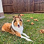 dog, collie, grass, mushrooms, lawn, fence, wooden_fence, outdoor, pet, animal, nature, yard, greenery, fur, canine, resting, summer, sunlight, backyard, happy