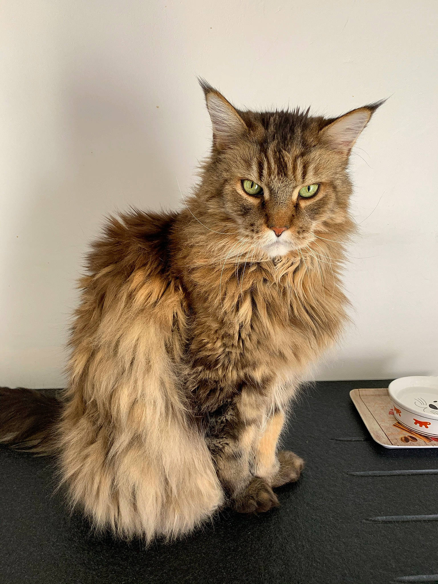 Edouard participe au concours pour gagner de l'argent avec cette photo : box, british_longhair, carnivore, cat, claw, domestic_short_haired_cat, felidae, fur, maine_coon, paw, plate, platter, serveware, small_to_medium_sized_cats, snout, table, tableware, tail, terrestrial_animal, whiskers