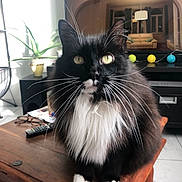 Loupio participe au concours pour gagner de l'argent avec cette photo : cat, tuxedo_cat, whiskers, yellow_eyes, wooden_table, plant, remote_control, living_room, television, couch, lamp, curtains, indoor, pet, feline, fur, sitting, closeup, domestic_animal, cozy