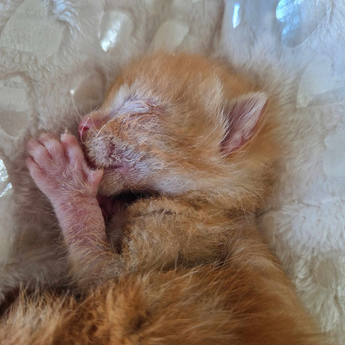 Osiris participe au concours pour gagner de l'argent avec cette photo : abyssinian, animal, armchair, blanket, bodypart, cat, chair, couch, finger, furniture, hand, hardwood, kitten, manx, person, pet, siamese, sleeping, toe, wood