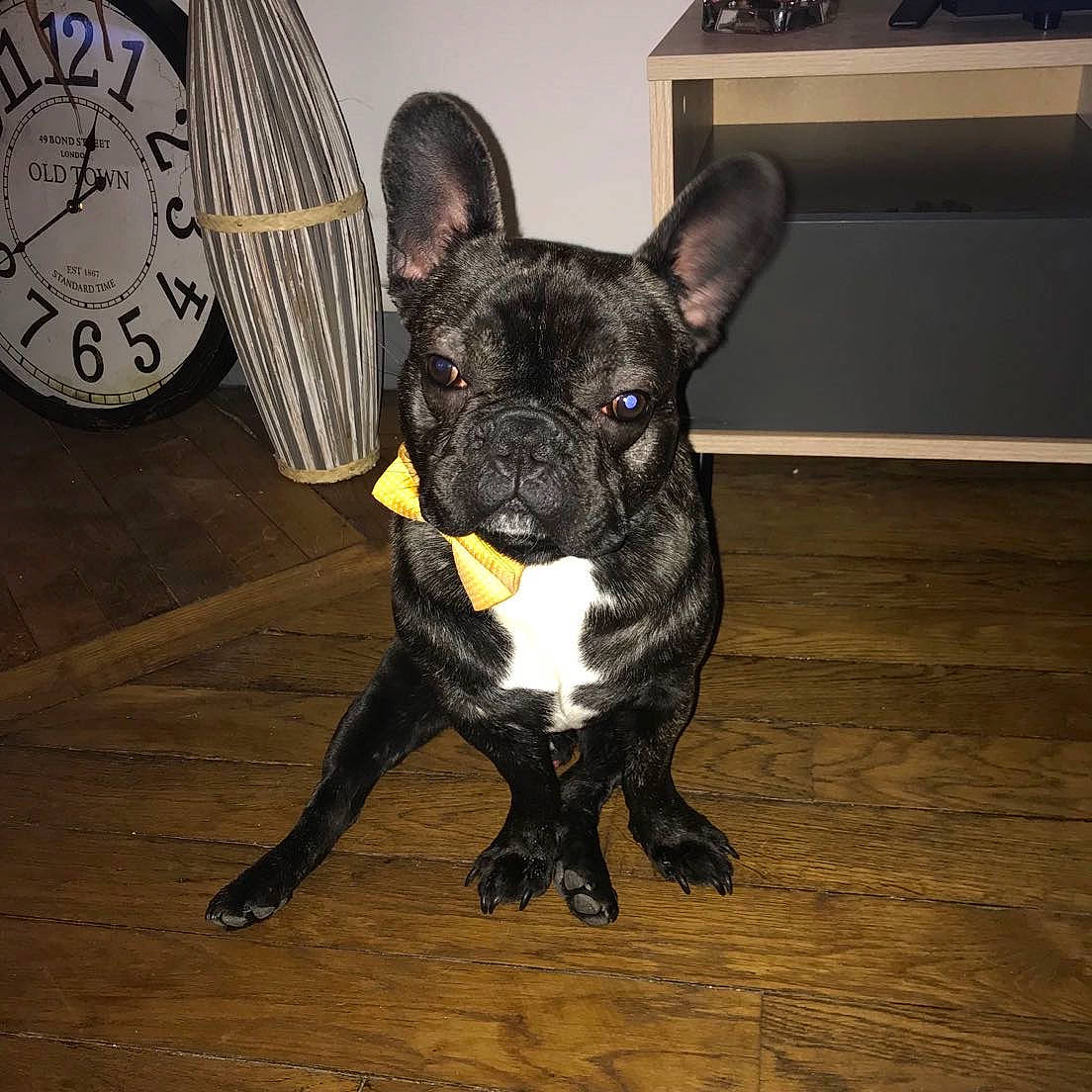 Ninho a rejoint le concours — aidez-le/la à gagner de superbes lots ! bulldog, carnivore, companion_dog, cooktop, dog, dog_breed, dog_collar, ear, eye, fawn, gas_stove, kitchen_appliance, kitchen_stove, snout, sporting_group, stove, tail, whiskers, wood, working_animal