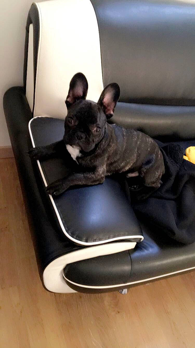 Ninho participe au concours pour gagner de l'argent avec cette photo : auto_part, brown, bulldog, canidae, carnivore, chair, comfort, companion_dog, dog, dog_breed, fawn, felidae, french_bulldog, guard_dog, sitting, snout, sporting_group, toy_dog, vertebrate, working_animal