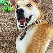 Dasher Maxon joined the competition — help win amazing prizes! accessories, animal, ball, bodypart, canine, clothing, dog, hound, husky, indoors, interiordesign, leash, mouth, person, pet, puppy, sport, strap, tennis, tennisball