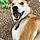 Dasher Maxon