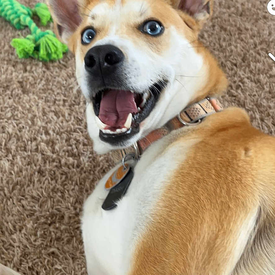 Dasher Maxon