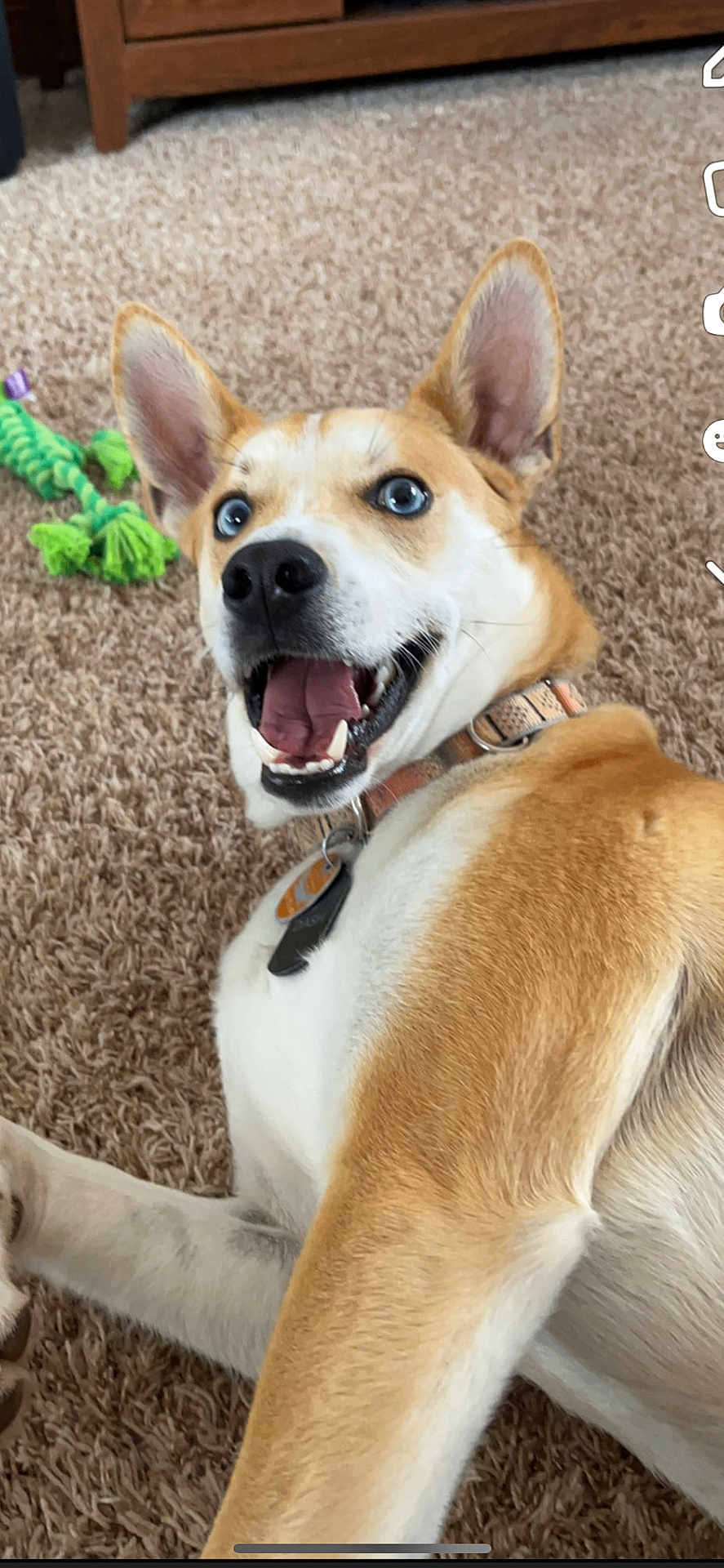 Dasher Maxon