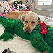 Rex Moore is registered to the contest to win money with this photo: dog, sleeping, plush_toy, alligator, bed, pillow, snoopy, bow, red_bow, blanket, lamp, window, curtains, room, indoor, decorations, furniture, stuffed_animal, resting, cozy