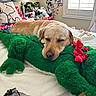 dog, sleeping, plush_toy, alligator, bed, pillow, snoopy, bow, red_bow, blanket, lamp, window, curtains, room, indoor, decorations, furniture, stuffed_animal, resting, cozy