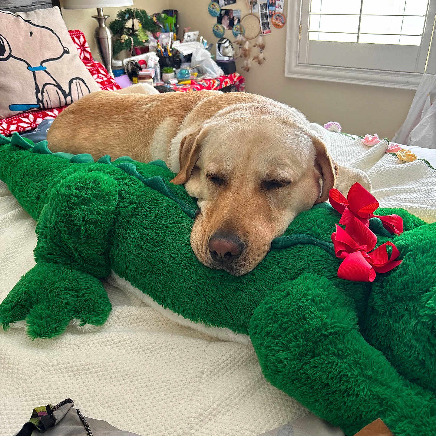 Rex Moore is registered to the contest to win money with this photo: dog, sleeping, plush_toy, alligator, bed, pillow, snoopy, bow, red_bow, blanket, lamp, window, curtains, room, indoor, decorations, furniture, stuffed_animal, resting, cozy