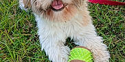 Vasko participe au concours pour gagner de l'argent avec cette photo : animal, canine, cute, daylight, dog, fluffy, fur, grass, green, happy, leash, nature, outdoor, paw, pet, playful, small_dog, smiling, tongue_out, toy