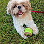 animal, canine, cute, daylight, dog, fluffy, fur, grass, green, happy, leash, nature, outdoor, paw, pet, playful, small_dog, smiling, tongue_out, toy