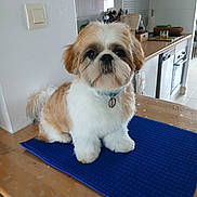 Vasko participe au concours pour gagner de l'argent avec cette photo : adorable, animal, blue_mat, collar, cute, dog, domestic_animal, eyes, face, fluffy, fur, indoor, kitchen, looking, pet, shih_tzu, sitting, small_dog, table, wooden_table