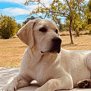 Billy participe au concours pour gagner de l'argent avec cette photo : dog, labrador, pet, canine, lying_down, outdoor, garden, park, grass, trees, blue_sky, sunny, portrait, white_fur, floppy_ears, black_nose, paws, dog_bed, relaxed, animal