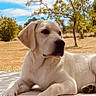 dog, labrador, pet, canine, lying_down, outdoor, garden, park, grass, trees, blue_sky, sunny, portrait, white_fur, floppy_ears, black_nose, paws, dog_bed, relaxed, animal