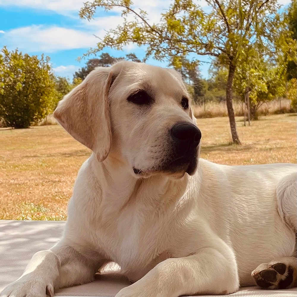 Billy participe au concours pour gagner de l'argent avec cette photo : dog, labrador, pet, canine, lying_down, outdoor, garden, park, grass, trees, blue_sky, sunny, portrait, white_fur, floppy_ears, black_nose, paws, dog_bed, relaxed, animal