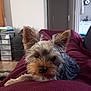 animal, blanket, canine, close_up, cozy, cute, dog, ears, face, fur, furniture, home, indoor, living_room, lying_down, pet, portrait, relaxed, small_dog, yorkshire_terrier