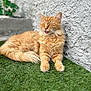 animal, cat, closeup, cute, feline, fluffy, grass, mammal, nature, orange_cat, outdoor, pet, playful, relaxed, resting, sunlight, texture, tongue_out, wall, whiskers