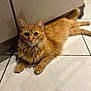 Moustache a rejoint le concours — aidez-le/la à gagner de superbes lots ! animal, cat, curious, cute, domestic_cat, ears, feline, floor, fluffy, fur, indoor, kitchen, looking, lying_down, orange_cat, pet, relaxed, shadow, tile_floor, whiskers