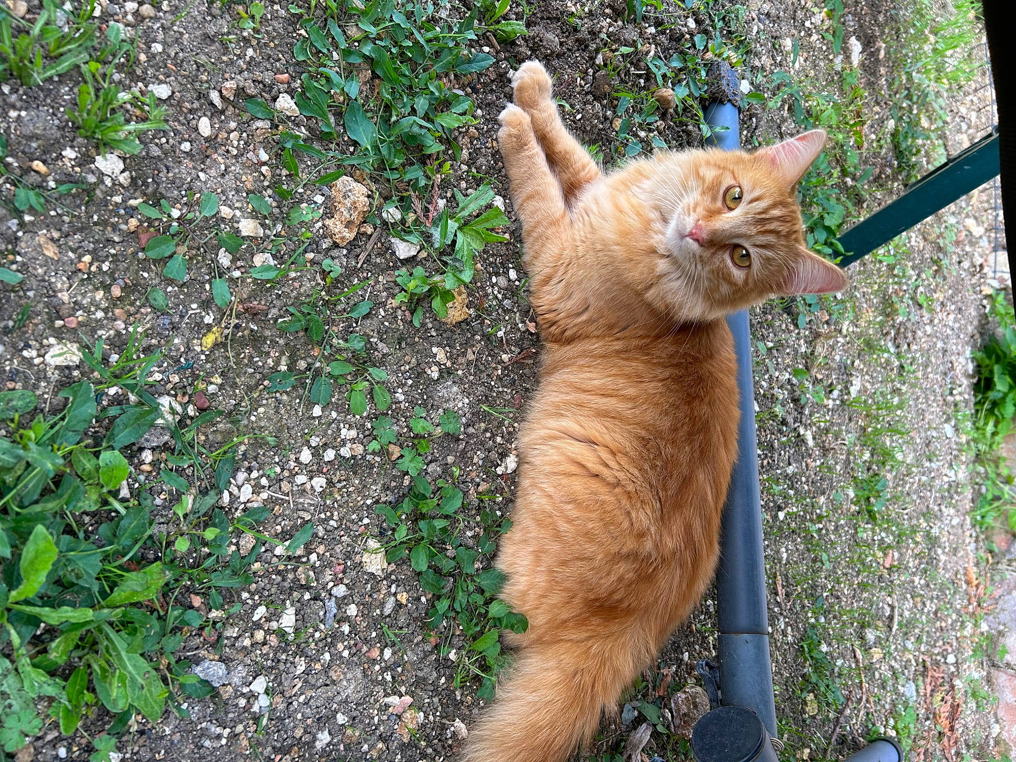 Moustache participe au concours pour gagner de l'argent avec cette photo : art, carnivore, cat, domestic_short_haired_cat, fawn, felidae, fur, grass, groundcover, organism, plant, small_to_medium_sized_cats, snout, tail, terrestrial_animal, tree, trunk, whiskers, wildlife, wood
