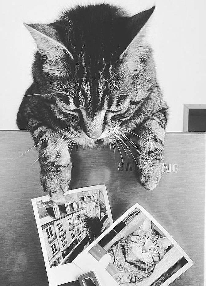 Bowie a rejoint le concours — aidez-le/la à gagner de superbes lots ! black, black_and_white, carnivore, cat, domestic_short_haired_cat, felidae, font, fur, grey, monochrome, monochrome_photography, paw, publication, small_to_medium_sized_cats, snout, stock_photography, style, tail, whiskers, white
