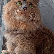 Willow is registered to the contest to win money with this photo: animal, basket, cat, close_up, curious, cute, domestic_cat, feline, fluffy, gray, green_eyes, indoor, natural_light, orange, pet, portrait, relaxed, soft_fur, whiskers, window