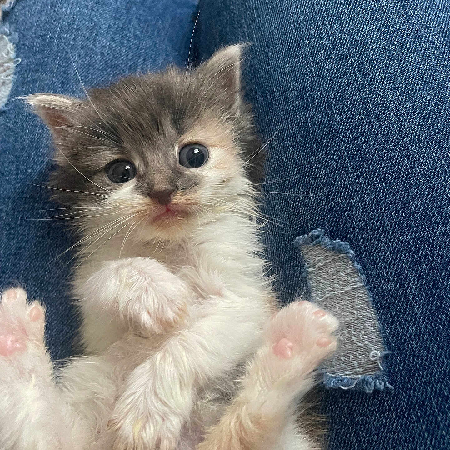Pepita a rejoint le concours — aidez-le/la à gagner de superbes lots ! abyssinian, angora, animal, armchair, cat, chair, clothing, couch, cushion, furniture, homedecor, jeans, kitten, manx, pants, pet, rat, rodent, siamese