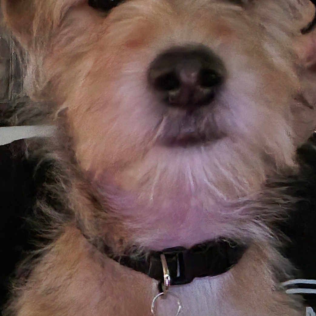 Chopper is registered to the contest to win money with this photo: accessories, animal, bodypart, canine, cockerspaniel, collar, dog, earring, jewelry, leash, mouth, necklace, pendant, person, pet, poodle, puppy, strap, terrier, whitedog