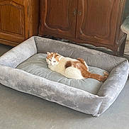 Chouquette a rejoint le concours — aidez-le/la à gagner de superbes lots ! animal, cat, cozy, cute, domestic_cat, feline, floor, furniture, home_interior, indoor, living_space, mammal, orange_and_white_cat, pet_bed, relaxed, resting, sleepy, soft_bed, tile_floor, wooden_cabinet