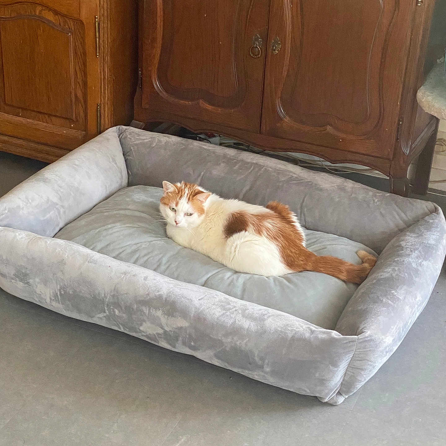 Chouquette