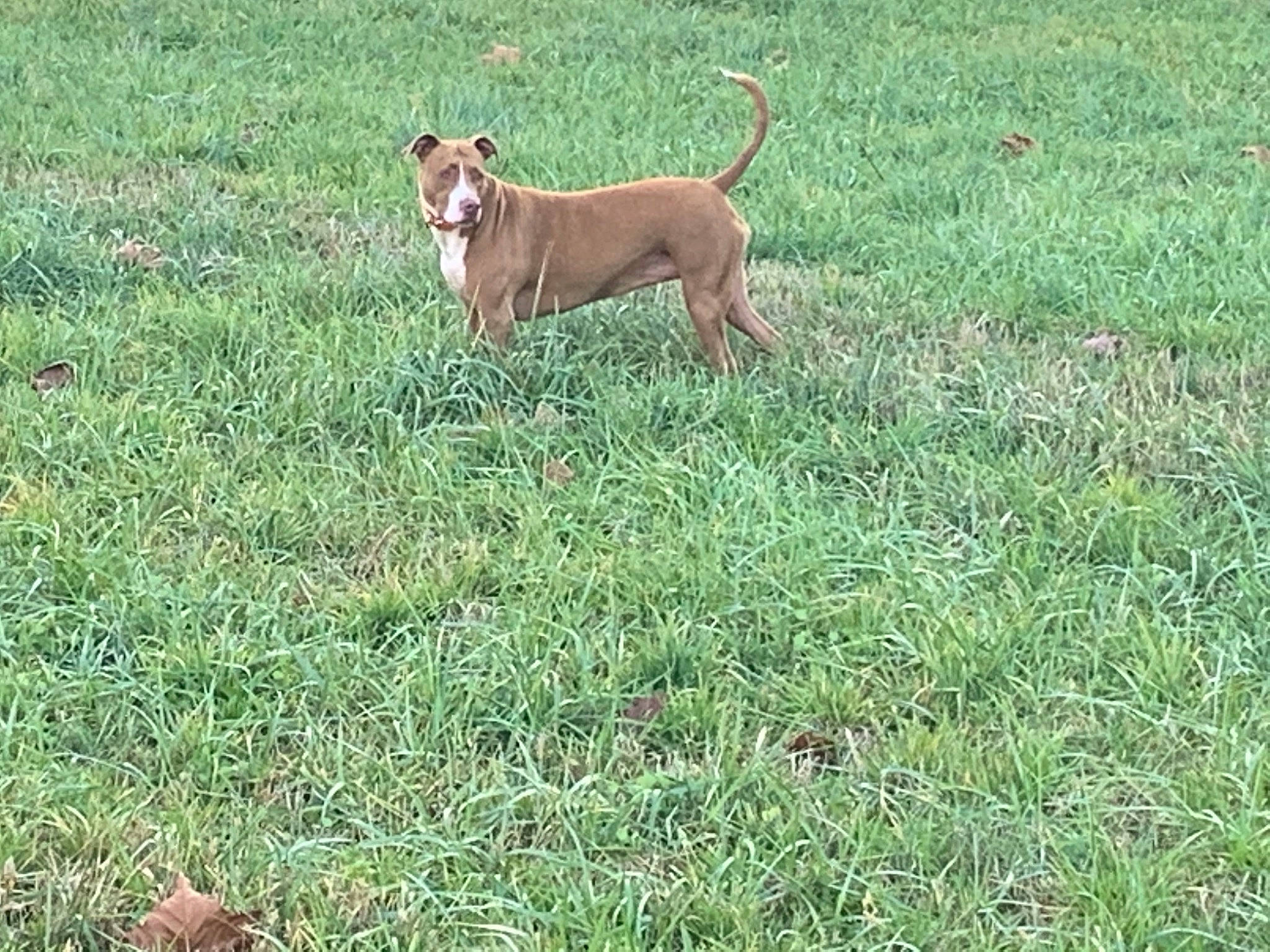 Roxy Red joined the competition — help win amazing prizes! canidae, carnivore, collar, companion_dog, dog, dog_breed, dog_sports, dog_supply, fawn, grass, grassland, groundcover, lawn, liver, plant, sighthound, sporting_group, tail, terrestrial_animal, working_animal