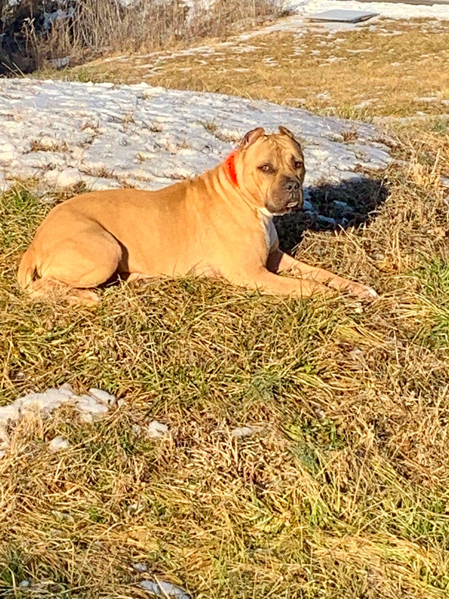 Kane is registered to the contest to win money with this photo: big_cats, canidae, carnivore, dog, dog_breed, fawn, felidae, grass, grassland, hunting_dog, landscape, ori_pei, plant, prairie, savanna, soil, sporting_group, steppe, terrestrial_animal, wildlife